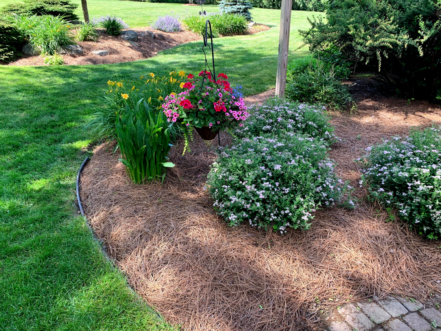 Longleaf Pine Straw Mulch Backyard Garden